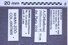 Etiketten zu Athous abkhazianus (Platia & Nemeth, 2011) (NHMW-ZOO-COL-0007809)
